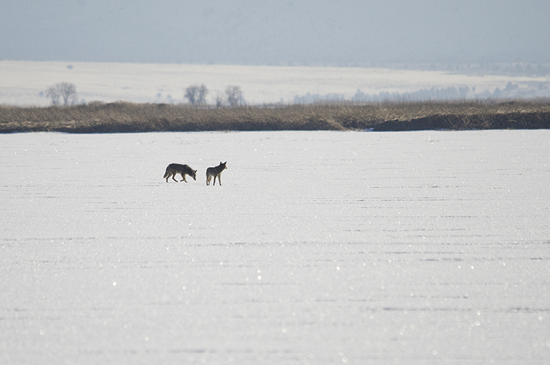 Two Coyotes on a Frozen Lake
