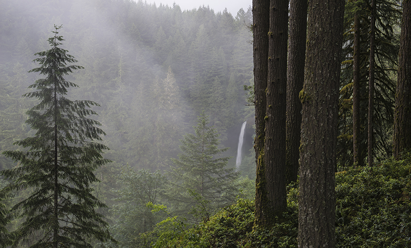 North Falls in the Distance; Silver Falls State Park; Oregon; OR; fall; waterfall; waterfalls; clean; clear; green; mist; cave; cliff; rocks; tree; trees; splash; pool; beauty; beautiful; nature; natural; temperate; rain; forest; Loree Johnson