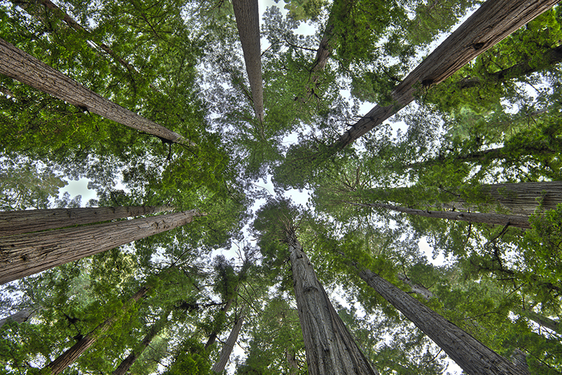redwood; redwoods; california; coastal; canopy; tree; trees; forest; floor; up; upward; tall; top; tops; sky; leaf; leaves; green; nature; natural; scene; scenic; beauty; beautiful; vertigo; Loree Johnson; bugs eye view