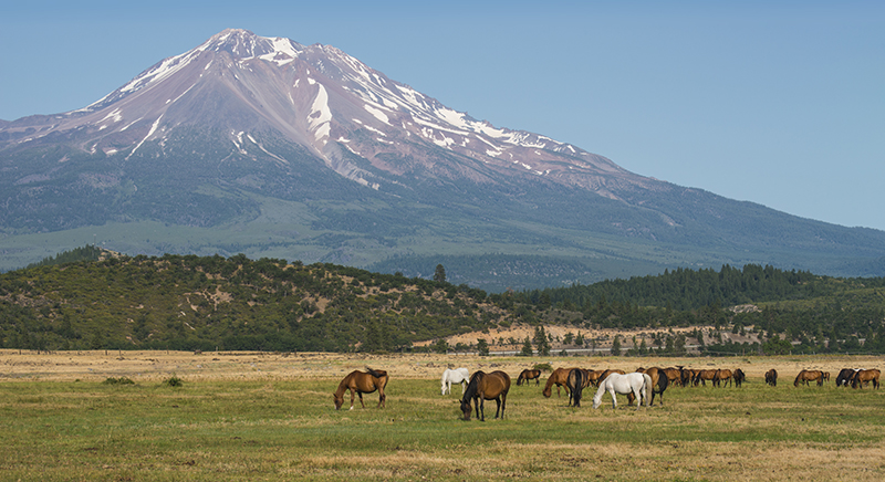 horse; horses; Mt. Shasta; Mount Shasta; pasture; graze; grazing; mountain; summer; rural; ranch; beauty; beautiful; Loree Johnson