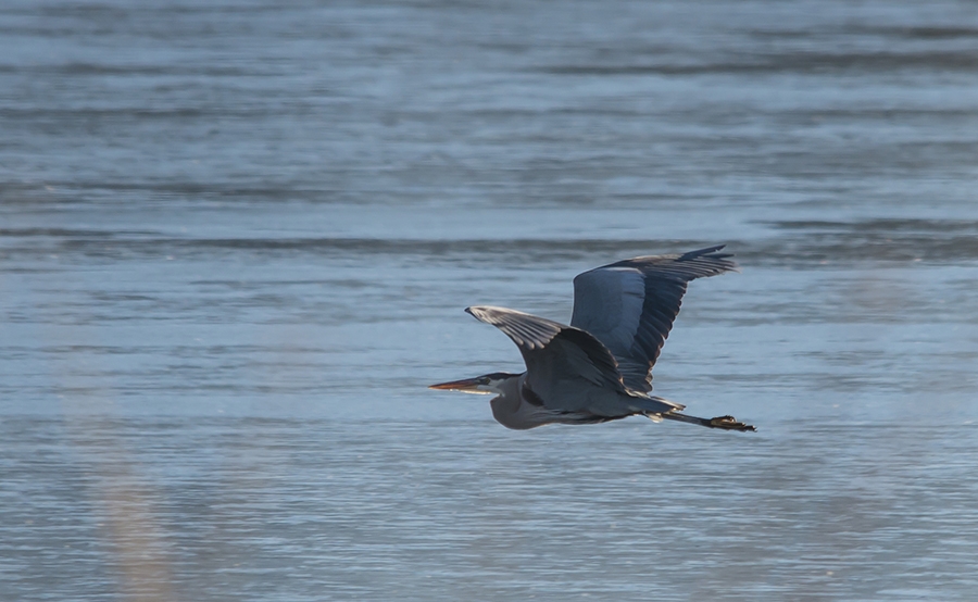 great blue heron; in flight; water; lake; trout lake; shasta valley wildlife area; california; ca; northern; bird; fly; flying; glide; wing; wings; wingspan; blue; wild; wildlife; nature; natural; Loree Johnson