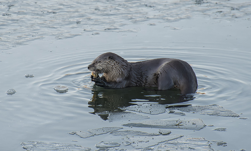 otter eating a fish; on the ice; icy; lake; reservoir; otters; fishing; frozen; river; eat; eats; dine; dining; dines; seafood; carnivore; predator; cute; furry; wet; splash; wild; nature; natural; food chain; wildlife; winter; cold; greenhorn; yreka; california; ca; Loree Johnson