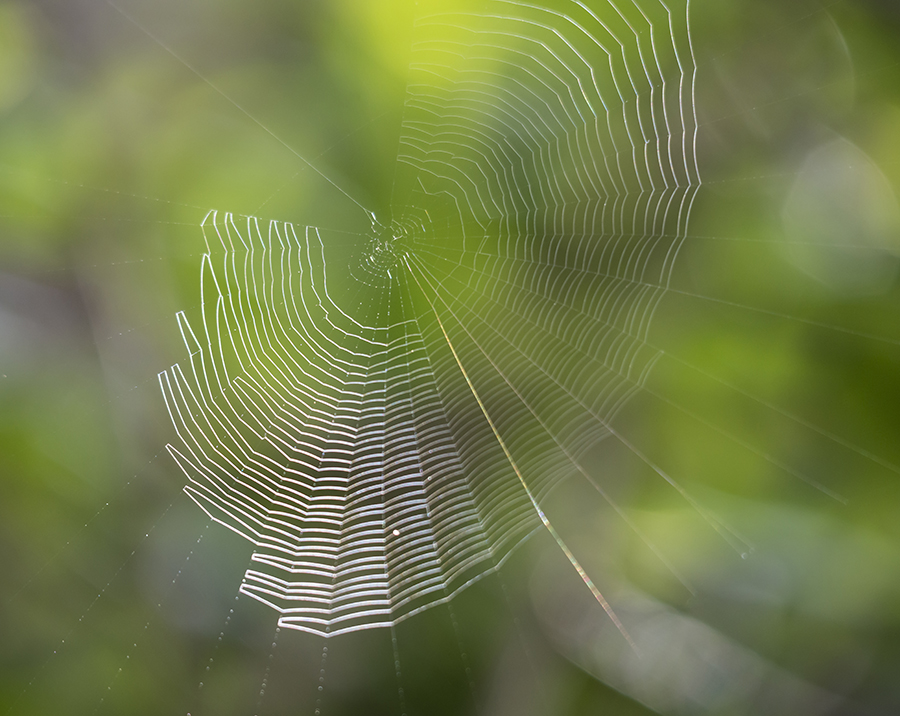 web of sunlight; spiderweb; spider; web; trees; tree; reflect; reflecting; delicate; green; sun; light; in; and; the; a; on; over; to; of; with; under; above; against; abstract; nature; natural; Loree Johnson