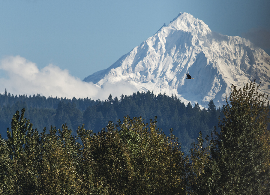Bald Eagle and Mt. Hood; Mount Hood; Columbia River Gorge; Steigerwald Lake National Wildlife Refuge; NWR; snow; capped; covered; backdrop; Washington; wa; nature; natural; scene; scenic; flight; flying; bird; bird of prey; in; and; the; a; on; over; to; of; with; under; above; against; Loree Johnson