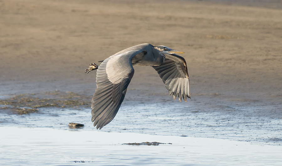 blue heron at low tide; Ardea herodias; sand bar; alsea river or; oregon; bird; crane; egret; large; wild; wildlife; in flight; flying; and; the; over; with; under; above; against; in the; on the; at the; wading birds; Loree Johnson