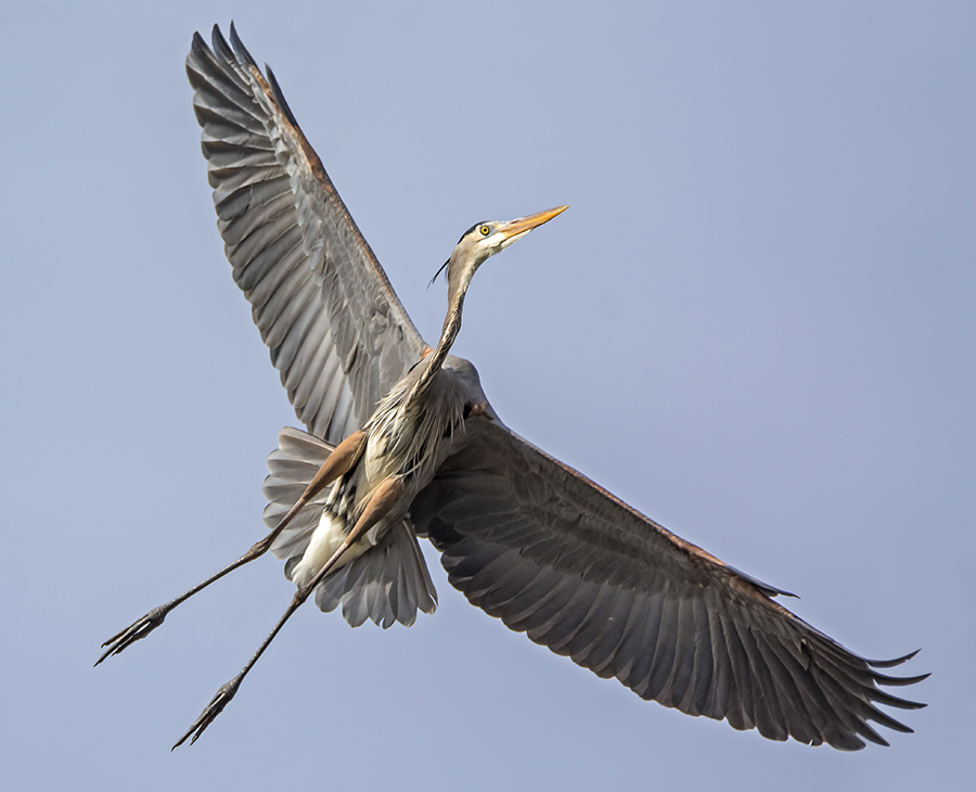 Dancing in the Air; great blue heron; Ardea herodias; rookery; heronry; nesting; breeding; fly; flight; wading bird; wild; wildlife; California; butte county ca; gray lodge wildlife area; bird; and; the; over; with; under; above; against; in the; on the; at the; Loree Johnson