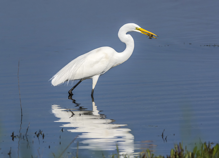 Bird Fest 2015 | Loree Johnson Photography