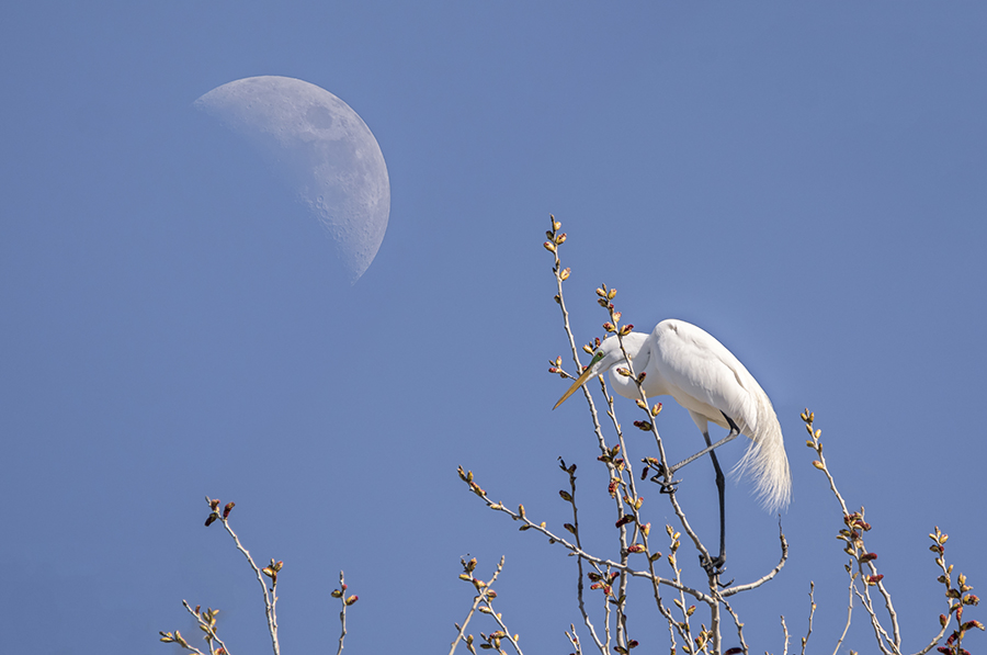 Great egret (Ardea alba) at the top of the tree posing in the shape of the waxing gibbous moon.