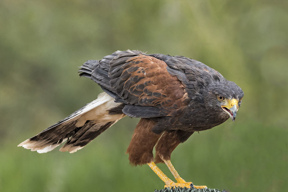 Trained Harris Hawk; Parabuteo unicinctus; falconry; bay winged hawk; dusky hawk; bird of prey; wildlife; raptor; and; the; over; with; under; above; against; in the; on the; at the; Loree Johnson