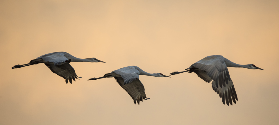Loree Johnson Photography; Three's a Crowd; sandhill cranes; Antigone canadensis; pair; family; in flight at sunrise; dawn; fly; flying; bosque del apache national wildlife refuge; new mexico; birds; wild; wildlife