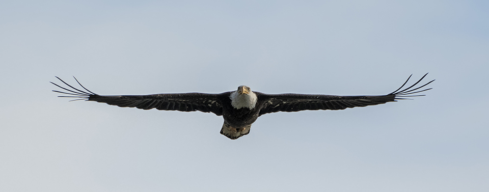 "Eagle Flying at You" by Loree Johnson Photography. Bald eagle (Haliaeetus leucocephalus) in flight toward the camera.
