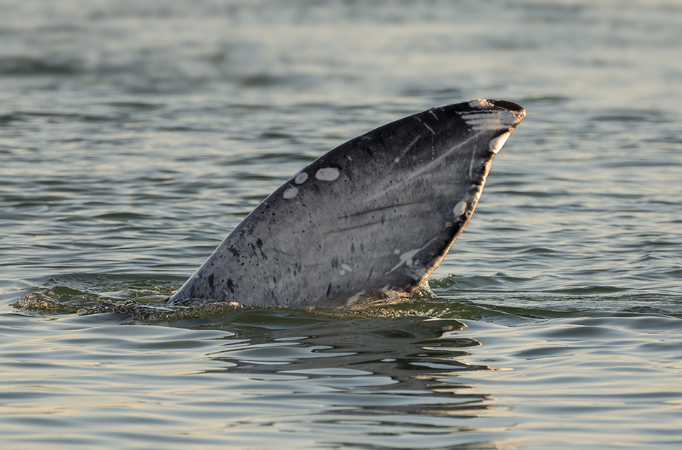 "Whale Wave" by Loree Johnson Photography. The pectoral fin of a Pacific Gray Whale (Eschrichtius robustus) breaks the surface as the whale rolls in the Smith River, California.