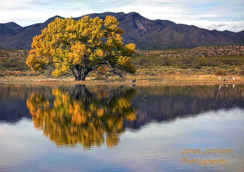 Photography. Large, old oak reflected in the pond at Bosque del Apache National Wildlife Refuge, New Mexico. Those are sandhill cranes (Grus canadensis) browsing around the shore.